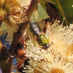 Odontomyia decipiens at Conder, ACT - 11 Dec 2016