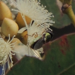 Odontomyia decipiens at Conder, ACT - 11 Dec 2016