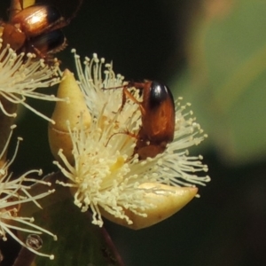 Phyllotocus macleayi at Conder, ACT - 11 Dec 2016