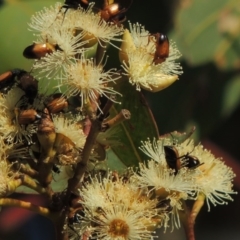 Phyllotocus macleayi at Conder, ACT - 11 Dec 2016