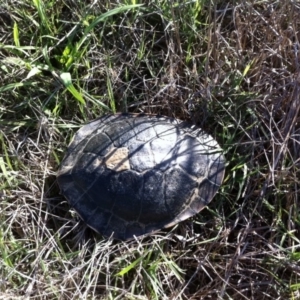 Chelodina longicollis at Springrange, NSW - 18 Dec 2016 06:16 PM