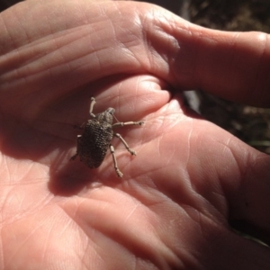 Oxyops scabrosus at Nanima, NSW - 18 Dec 2016