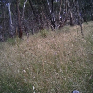 Gymnorhina tibicen at Gungahlin, ACT - 18 Dec 2016