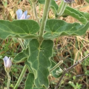 Oxypetalum coeruleum at Jerrabomberra, NSW - 19 Dec 2016 10:10 AM