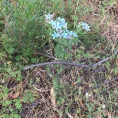 Oxypetalum coeruleum at Jerrabomberra, NSW - 19 Dec 2016