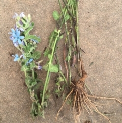 Oxypetalum coeruleum at Jerrabomberra, NSW - 19 Dec 2016