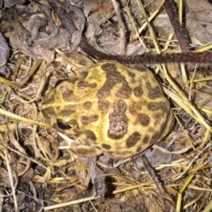 Neobatrachus sudellae (Sudell's Frog or Common Spadefoot) at Googong, NSW - 18 Dec 2016 by Wandiyali