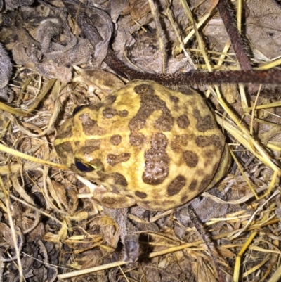 Neobatrachus sudellae (Sudell's Frog or Common Spadefoot) at Googong, NSW - 18 Dec 2016 by Wandiyali