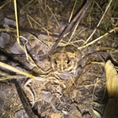 Neobatrachus sudellae at Googong, NSW - 19 Dec 2016 10:16 AM