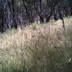 Unidentified at Mulligans Flat - 18 Dec 2016 by MulligansFlat1