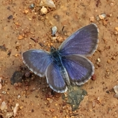 Zizina otis (Common Grass-Blue) at Googong, NSW - 19 Dec 2016 by Wandiyali