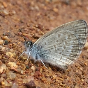 Zizina otis at Googong, NSW - 19 Dec 2016