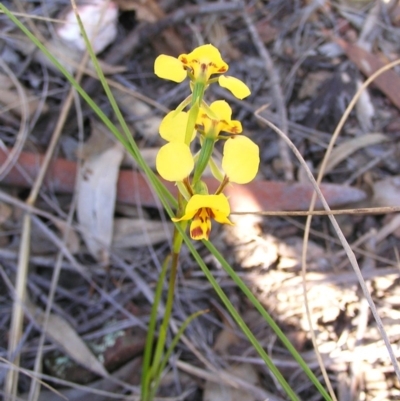 Diuris nigromontana (Black Mountain Leopard Orchid) at Canberra Central, ACT - 17 Oct 2008 by MatthewFrawley