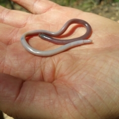 Anilios nigrescens (Blackish Blind Snake) at Canberra Central, ACT - 19 Dec 2016 by nic.jario