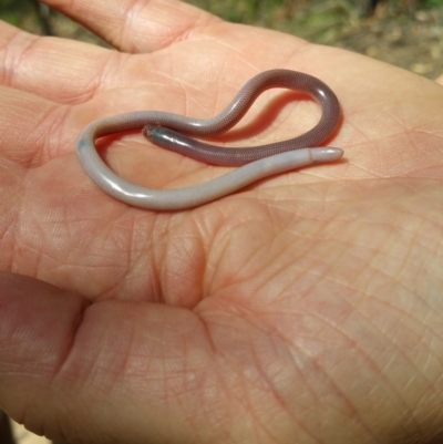 Anilios nigrescens (Blackish Blind Snake) at Black Mountain - 19 Dec 2016 by nic.jario