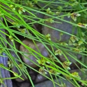 Isolepis marginata at Molonglo Valley, ACT - 10 Nov 2016