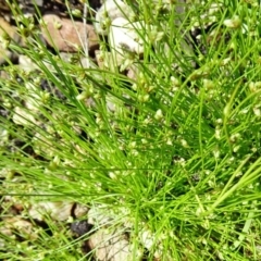 Isolepis marginata at Molonglo Valley, ACT - 10 Nov 2016 12:06 PM