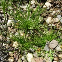 Isolepis marginata at Molonglo Valley, ACT - 10 Nov 2016 12:06 PM