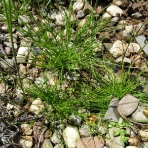 Isolepis marginata at Molonglo Valley, ACT - 10 Nov 2016