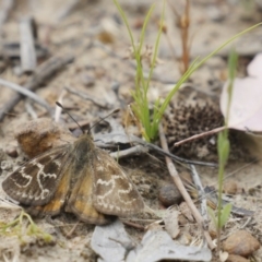 Synemon plana (Golden Sun Moth) at Latham, ACT - 14 Dec 2016 by DaveW