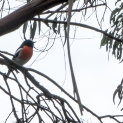 Petroica boodang (Scarlet Robin) at Umbagong District Park - 8 Jul 2016 by DaveW
