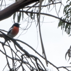 Petroica boodang (Scarlet Robin) at Latham, ACT - 8 Jul 2016 by DaveW