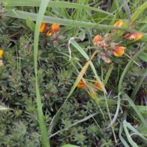 Pultenaea subspicata at Belconnen, ACT - 28 Oct 2016 08:09 AM