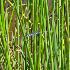 Austrolestes leda (Wandering Ringtail) at Sth Tablelands Ecosystem Park - 27 Nov 2016 by galah681