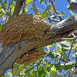 Grallina cyanoleuca at Yarralumla, ACT - 8 Dec 2016