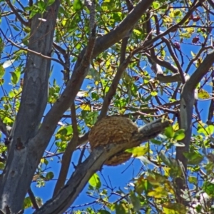 Grallina cyanoleuca at Yarralumla, ACT - 8 Dec 2016