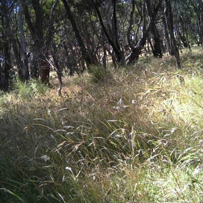 Unidentified at Mulligans Flat - 18 Dec 2016 by MulligansFlat1