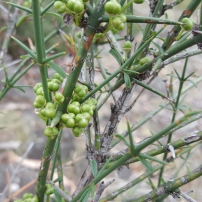 Discaria pubescens (Australian Anchor Plant) at Wambrook, NSW - 13 Dec 2016 by Mike