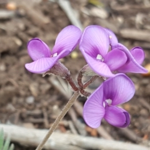 Swainsona sp. at Wambrook, NSW - 14 Dec 2016 11:58 AM