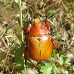 Anoplognathus montanus (Montane Christmas beetle) at Isaacs Ridge and Nearby - 10 Dec 2016 by Mike