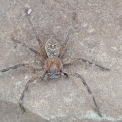 Neosparassus sp. (genus) (Unidentified Badge huntsman) at Wambrook, NSW - 12 Dec 2016 by Mike