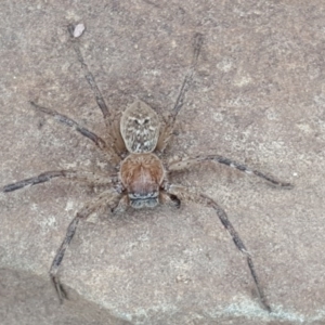 Neosparassus sp. (genus) at Wambrook, NSW - 12 Dec 2016