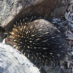 Tachyglossus aculeatus at Majura, ACT - 19 Dec 2016 07:19 PM