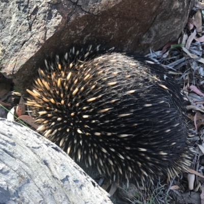 Tachyglossus aculeatus (Short-beaked Echidna) at Mount Majura - 19 Dec 2016 by AaronClausen