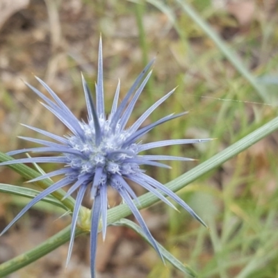 Eryngium ovinum (Blue Devil) at O'Malley, ACT - 17 Dec 2016 by Mike