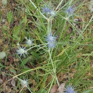 Eryngium ovinum at O'Malley, ACT - 18 Dec 2016 10:09 AM