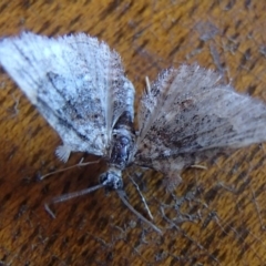 Phrissogonus laticostata (Apple looper moth) at Four Winds Bioblitz Reference Sites - 11 Dec 2016 by narelle
