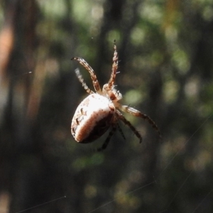 Araneinae (subfamily) at Paddys River, ACT - 17 Dec 2016