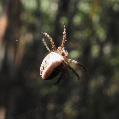 Araneinae (subfamily) (Orb weaver) at Tidbinbilla Nature Reserve - 16 Dec 2016 by JohnBundock