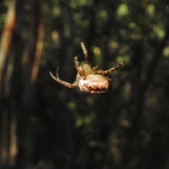 Araneinae (subfamily) at Paddys River, ACT - 17 Dec 2016 08:43 AM