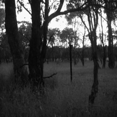 Macropus giganteus at Mulligans Flat - 19 Dec 2016 by MulligansFlat1