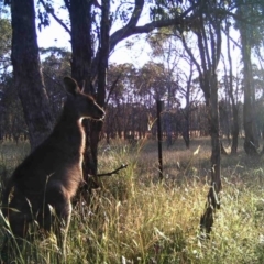 Macropus giganteus (Eastern Grey Kangaroo) at Gungahlin, ACT - 18 Dec 2016 by MulligansFlat1