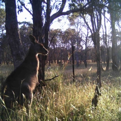 Macropus giganteus (Eastern Grey Kangaroo) at Gungahlin, ACT - 18 Dec 2016 by MulligansFlat1