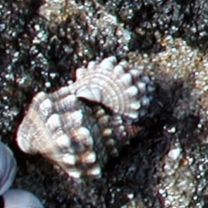 Nodilittorina pyramidalis at Batemans Marine Park - 16 Dec 2016