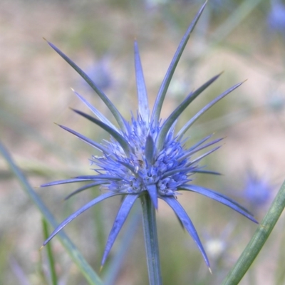 Eryngium ovinum (Blue Devil) at Wanniassa, ACT - 12 Dec 2010 by MatthewFrawley