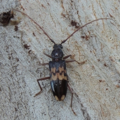 Phoracantha semipunctata (Common Eucalypt Longicorn) at Conder, ACT - 13 Dec 2016 by MichaelBedingfield